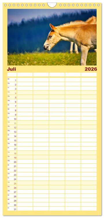 Produktbild: Familienplaner 2026 - Die besonderen Haflinger-Pferde mit 5 Spalten (Wandkalender, 21 x 45 cm) CALVENDO