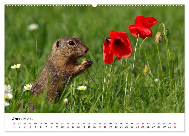 Produktbild: Tierkinder in freier Wildbahn (Wandkalender 2026 DIN A2 quer), CALVENDO Monatskalender