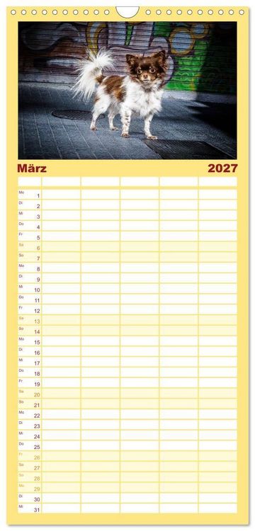 Produktbild: Familienplaner 2027 - Chihuahuas - Cool and Cute mit 5 Spalten (Wandkalender, 21 x 45 cm) CALVENDO