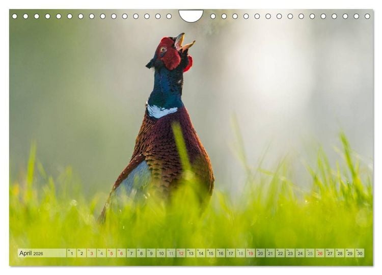 Produktbild: Emotionale Momente: Der Jagdfasan. (Wandkalender 2026 DIN A4 quer), CALVENDO Monatskalender