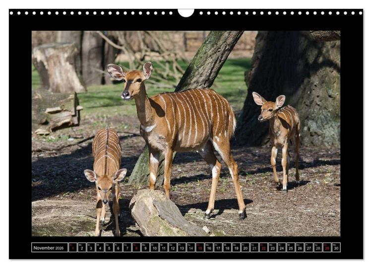 Produktbild: Dresdner Zootiere 2026 (Wandkalender 2026 DIN A3 quer), CALVENDO Monatskalender