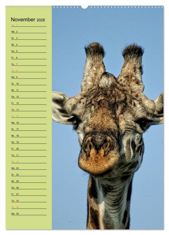 Produktbild: Giraffen. Voller Stolz und Grazie (Wandkalender 2026 DIN A2 hoch), CALVENDO Monatskalender