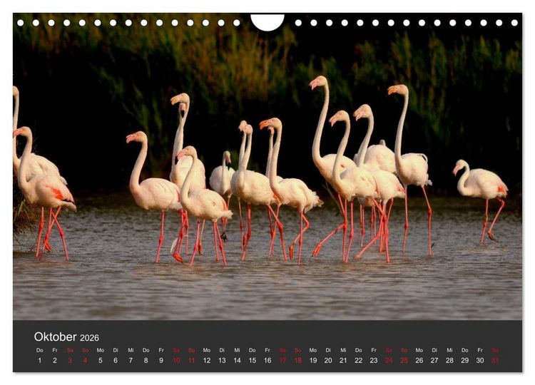 Produktbild: Pretty Flamingo (Wandkalender 2026 DIN A4 quer), CALVENDO Monatskalender