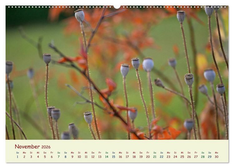 Produktbild: Naturwunder Bl&uuml;ten (hochwertiger Premium Wandkalender 2026 DIN A2 quer), Kunstdruck in Hochglanz