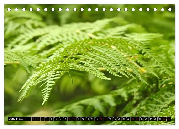 Produktbild: Naturwunder Wald (Tischkalender 2027 DIN A5 quer), CALVENDO Monatskalender