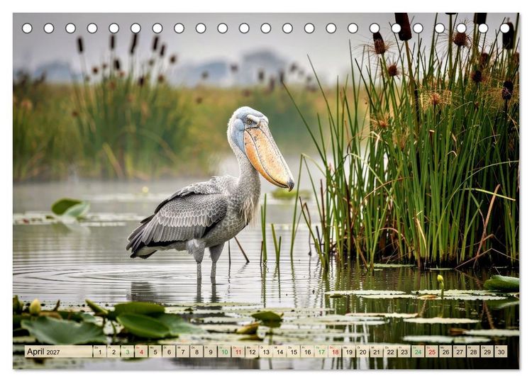 Produktbild: Schuhschnabel Vogel (Tischkalender 2027 DIN A5 quer), CALVENDO Monatskalender