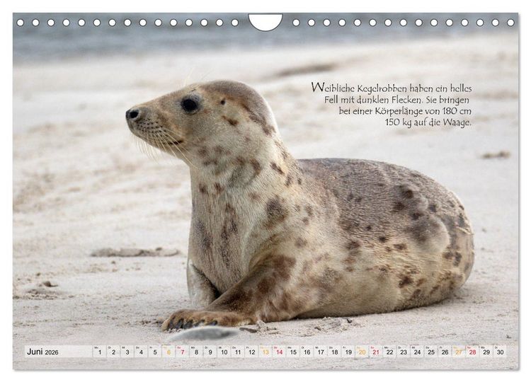 Produktbild: Kegelrobben auf der Insel D&uuml;ne (Wandkalender 2026 DIN A4 quer), CALVENDO Monatskalender