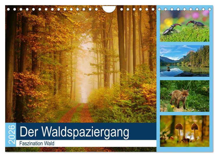 Produktbild: Der Waldspaziergang (Wandkalender 2026 DIN A4 quer), CALVENDO Monatskalender