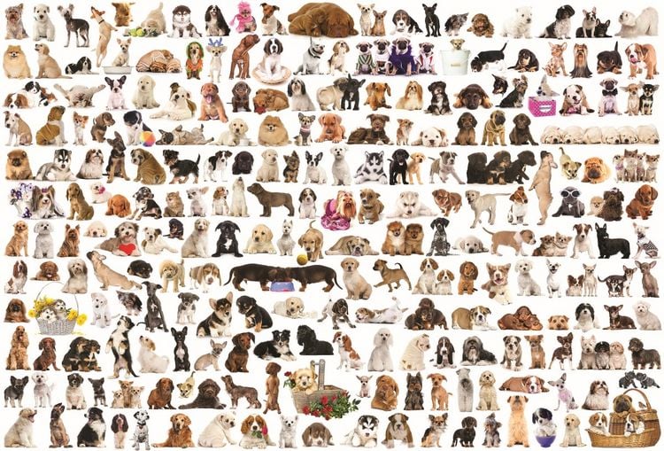Produktbild: Puzzle 2000 Teile - The World of Dogs