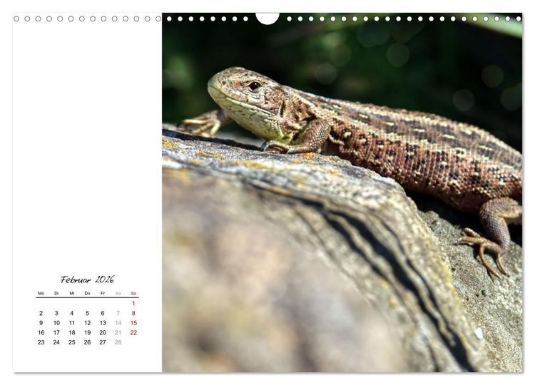 Produktbild: Eidechsen, flinke R&auml;uber (Wandkalender 2026 DIN A3 quer), CALVENDO Monatskalender