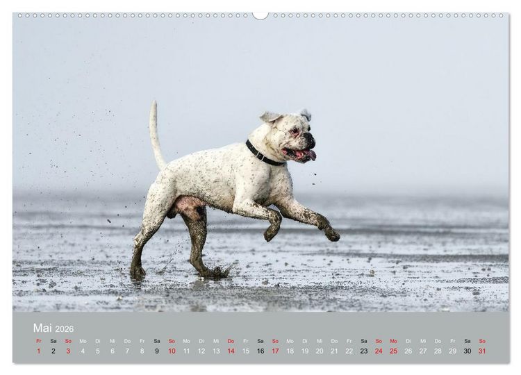 Produktbild: Boxer - charmante Herzensbrecher (Wandkalender 2026 DIN A2 quer), CALVENDO Monatskalender