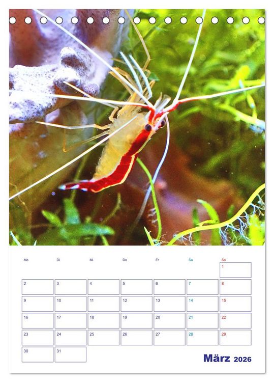 Produktbild: Bunte Meereswelten (Tischkalender 2026 DIN A5 hoch), CALVENDO Monatskalender