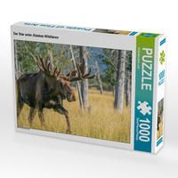 Produktbild: CALVENDO Puzzle Der Star unter Alaskas Wildtieren | 1000 Teile Lege-Gr&ouml;&szlig;e 64x48cm Foto-Puzzle f&uuml;r gl&uuml;ckliche Stunden