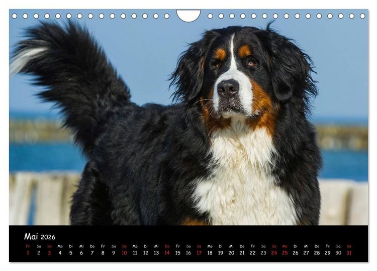 Produktbild: Berner Sennenhund 2026 (Wandkalender 2026 DIN A4 quer), CALVENDO Monatskalender