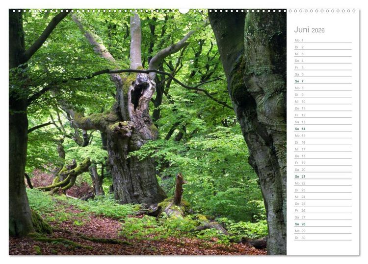 Produktbild: Im Deutschen Wald 2026 - ein Notizkalender (Wandkalender 2026 DIN A2 quer), CALVENDO Monatskalender
