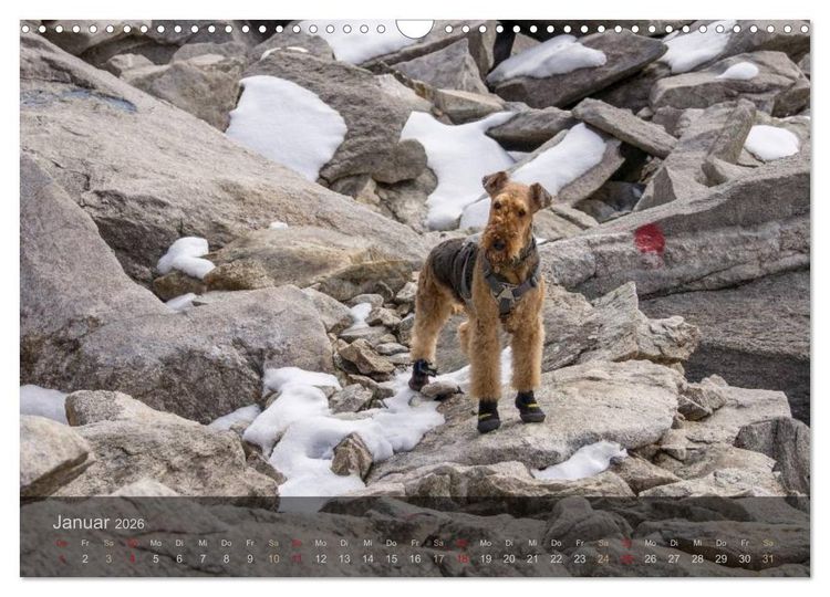 Produktbild: Der Bergdale - mit Hund im Hochgebirge (Wandkalender 2026 DIN A3 quer), CALVENDO Monatskalender