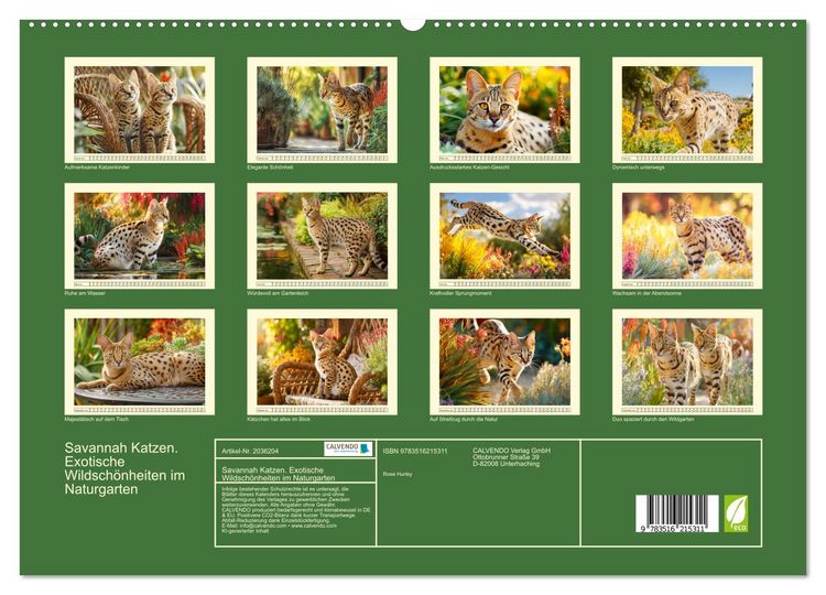 Produktbild: Savannah Katzen. Exotische Wildsch&ouml;nheiten im Naturgarten (hochwertiger Premium Wandkalender 2026 DIN A2 quer), Kunstdruck in Hochglanz