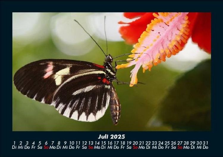 Produktbild: Der Tierkalender 2025 Fotokalender DIN A5