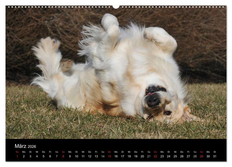 Produktbild: Golden Retriever - Ein Herz auf 4 Pfoten (hochwertiger Premium Wandkalender 2026 DIN A2 quer), Kunstdruck in Hochglanz