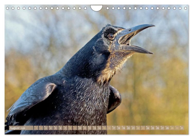 Produktbild: Rabenv&ouml;gel: Schwarz, schlau, sch&ouml;n (Wandkalender 2026 DIN A4 quer), CALVENDO Monatskalender