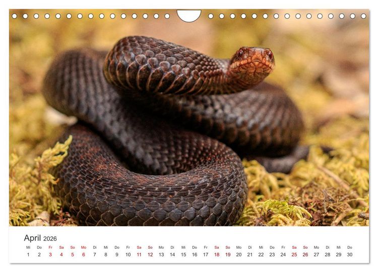 Produktbild: Naturjuwel Haspelmoor (Wandkalender 2026 DIN A4 quer), CALVENDO Monatskalender