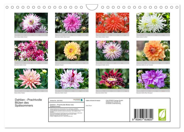 Produktbild: Dahlien - Prachtvolle Bl&uuml;ten des Sp&auml;tsommers (Wandkalender 2026 DIN A4 quer), CALVENDO Monatskalender