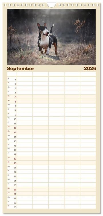 Produktbild: Familienplaner 2026 - Bullterrier - charmante Herzensbrecher mit 5 Spalten (Wandkalender, 21 x 45 cm) CALVENDO