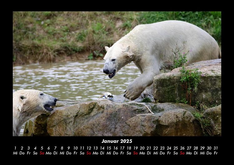 Produktbild: Pinguine & Eisb&auml;ren 2025 Fotokalender DIN A3