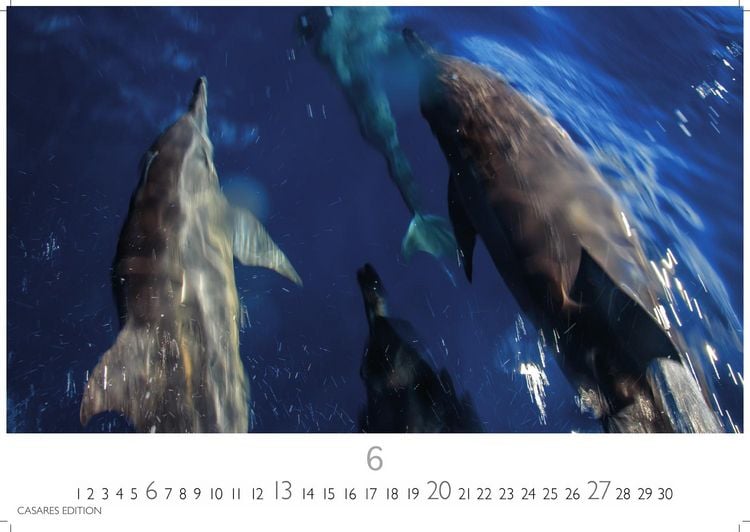 Produktbild: Wale und Delfine Kalender 2027 &ndash; Wandkalender | Fotokalender Tierkalender 35x50cm Grosses Format - Hochwertige Fotografien von Walen und Delfinen, die jeden Monat begeistern.