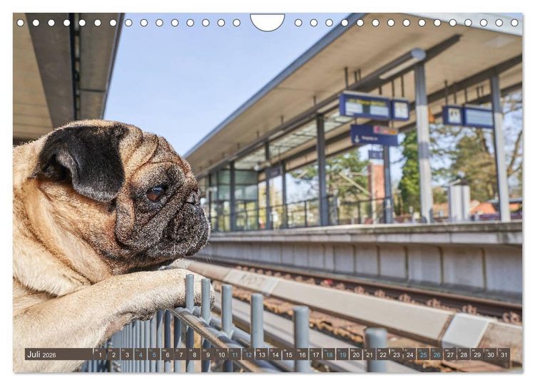 Produktbild: Reinbek mopsfidel (Wandkalender 2026 DIN A4 quer), CALVENDO Monatskalender