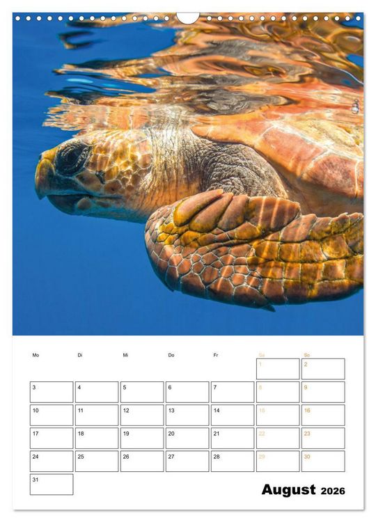 Produktbild: Wunderbare Wasserwelt der Meeresschildkr&ouml;ten (Wandkalender 2026 DIN A3 hoch), CALVENDO Monatskalender