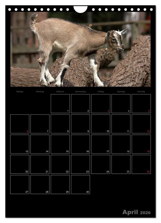 Produktbild: Zwergziegen (Wandkalender 2026 DIN A4 hoch), CALVENDO Monatskalender