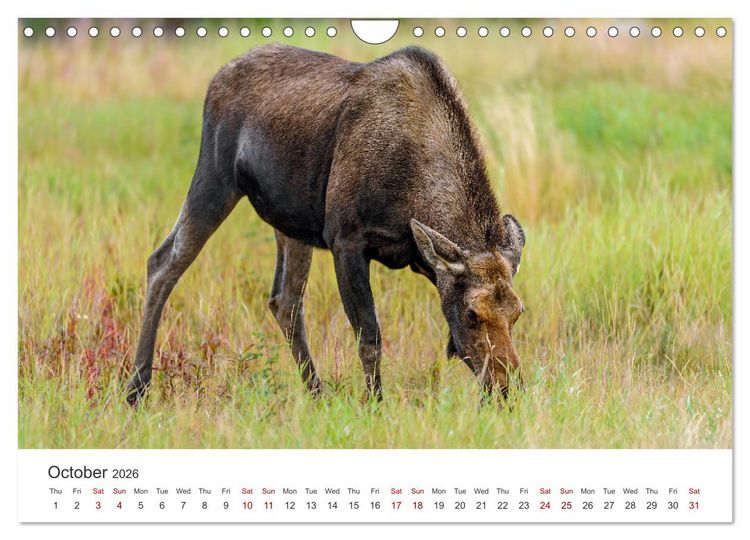 Produktbild: Yukon Wild (Wall Calendar 2026 DIN A4 landscape), CALVENDO 12 Month Wall Calendar