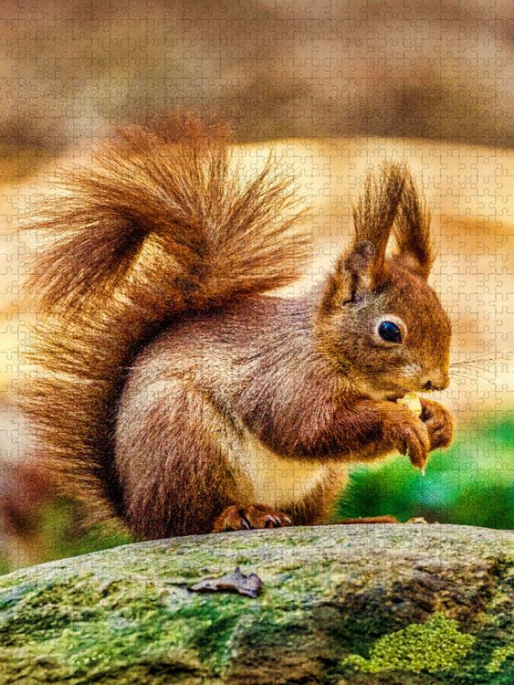 Produktbild: CALVENDO Puzzle Die dunklen, gl&auml;nzenden Augen des Eichh&ouml;rnchens sind aufmerksam auf sein Futter gerichtet, w&auml;hrend seine kleinen Ohren mit feinen Haarb&uuml;scheln spitz in die Luft ragen. | 1000 Teile Lege-Gr&ouml;&szlig;e 64x48cm Foto-Puzzle f&uuml;r gl&uuml;ckliche Stunden
