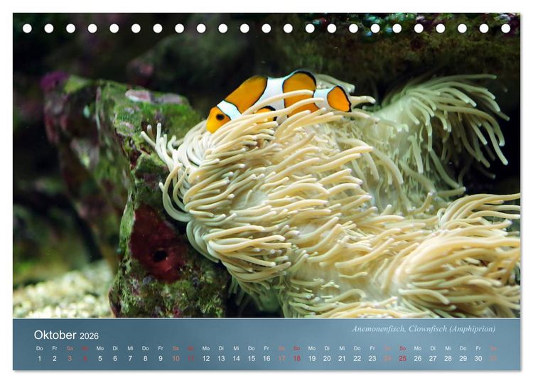 Produktbild: Bunte Riffbewohner - Fische, Anemonen und noch viel mehr (Tischkalender 2026 DIN A5 quer), CALVENDO Monatskalender