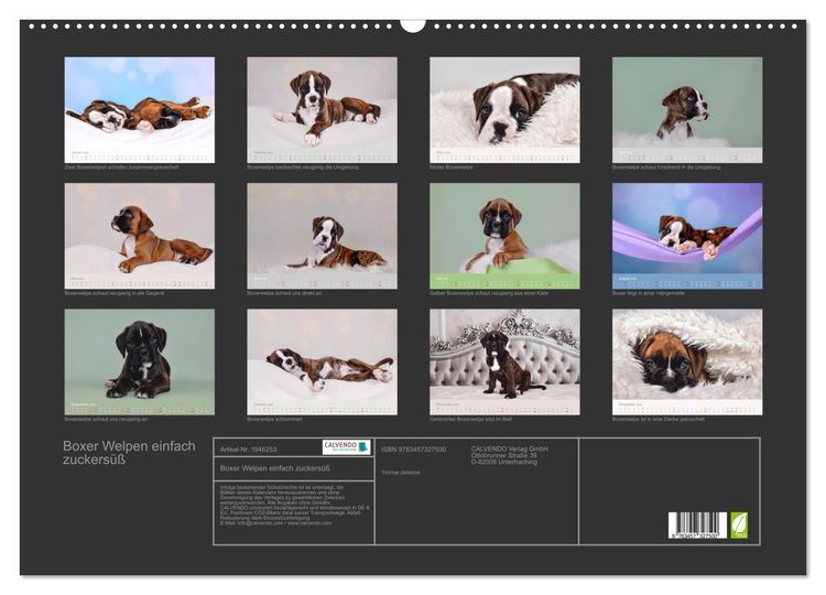 Produktbild: Boxer Welpen einfach zuckers&uuml;&szlig; (Wandkalender 2026 DIN A2 quer), CALVENDO Monatskalender