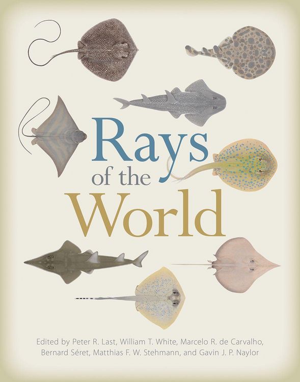 Produktbild: Rays of the World