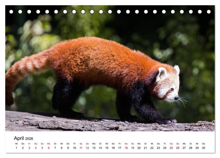 Produktbild: Rote Pandas - geschickte Kletterer (Tischkalender 2026 DIN A5 quer), CALVENDO Monatskalender