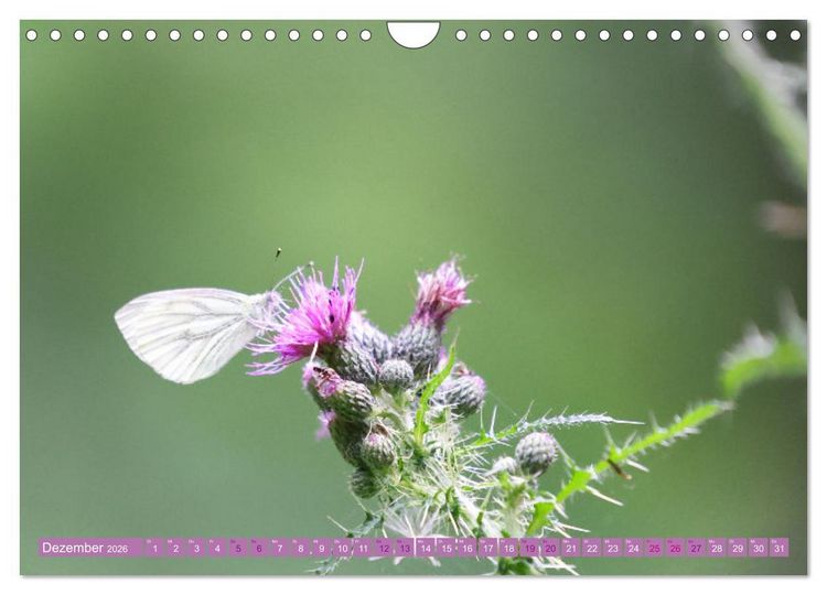 Produktbild: Lila Bl&uuml;tenzauber (Wandkalender 2026 DIN A4 quer), CALVENDO Monatskalender