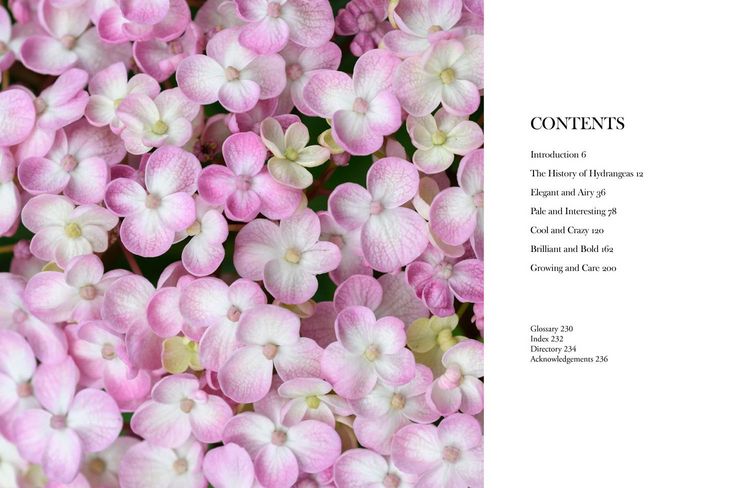 Produktbild: Hydrangeas