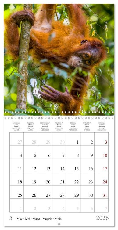 Produktbild: Orangutans in the jungle of Sumatra (Wall Calendar 2026 12 &times; 12 Inch) CALVENDO 12 Month Wall Calendar