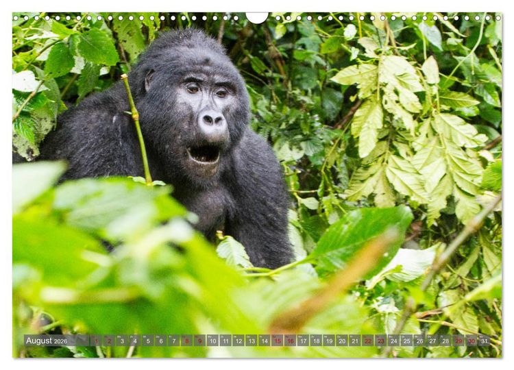 Produktbild: Gorillas ohne Nebel (Wandkalender 2026 DIN A3 quer), CALVENDO Monatskalender