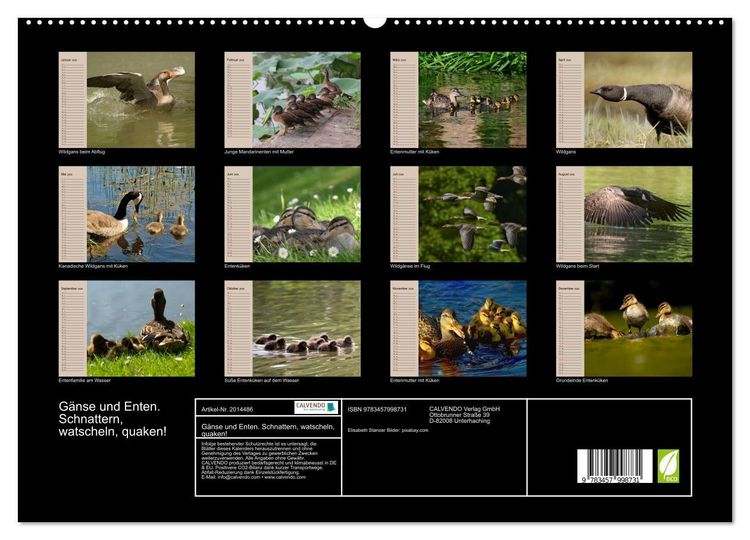 Produktbild: G&auml;nse und Enten. Schnattern, watscheln, quaken! (hochwertiger Premium Wandkalender 2026 DIN A2 quer), Kunstdruck in Hochglanz