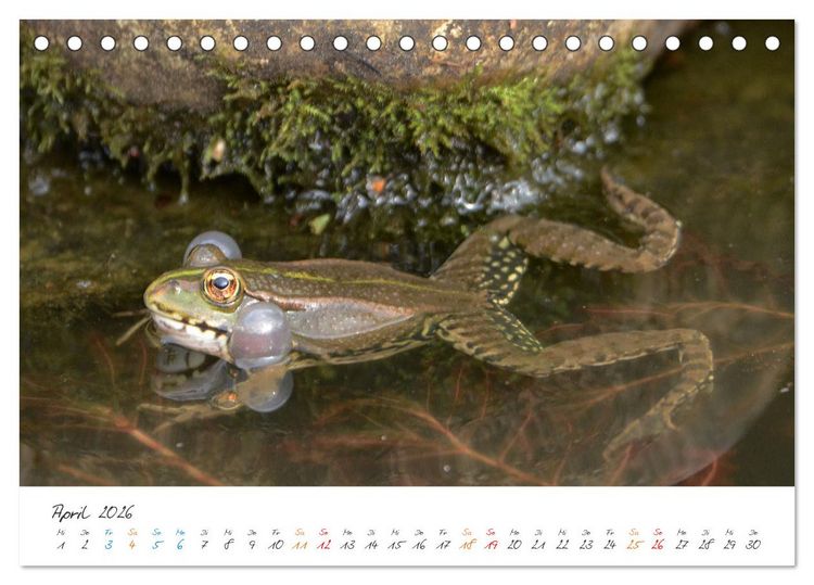 Produktbild: Frosch Karl, Hans und Max im Einklang der Natur (Tischkalender 2026 DIN A5 quer), CALVENDO Monatskalender