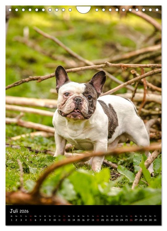 Produktbild: Franz&ouml;sische Bulldoggen - Eine Bully Liebeserk&auml;rung (Wandkalender 2026 DIN A4 hoch), CALVENDO Monatskalender