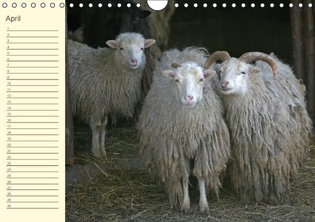 Produktbild: Der wollige Geburtstagskalender (Wandkalender immerw&auml;hrend DIN A4 quer)