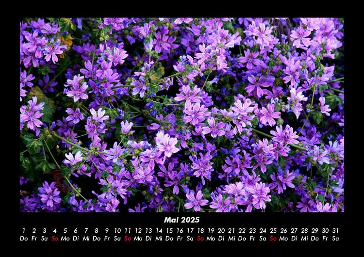 Produktbild: Blumentr&auml;ume 2025 Fotokalender DIN A3