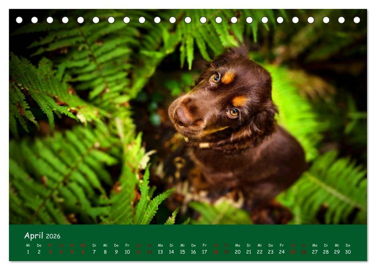 Produktbild: Elvis ein Engl. Cocker Spaniel wird Gro&szlig; (Tischkalender 2026 DIN A5 quer), CALVENDO Monatskalender
