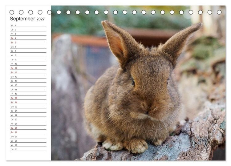 Produktbild: Eine gl&uuml;ckliche Kaninchenfamilie (Tischkalender 2027 DIN A5 quer), CALVENDO Monatskalender