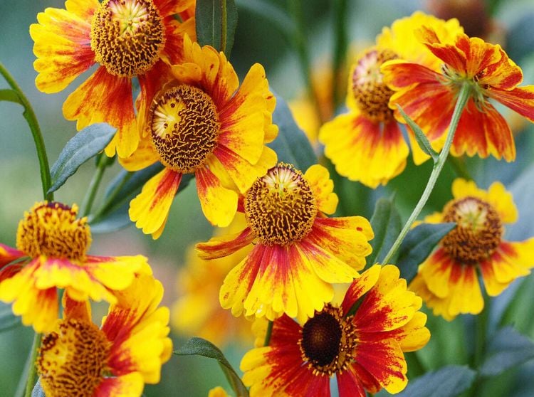Produktbild: CALVENDO Puzzle Sonnenbraut Helenium | 2000 Teile Lege-Gr&ouml;&szlig;e 90x67cm Foto-Puzzle f&uuml;r gl&uuml;ckliche Stunden